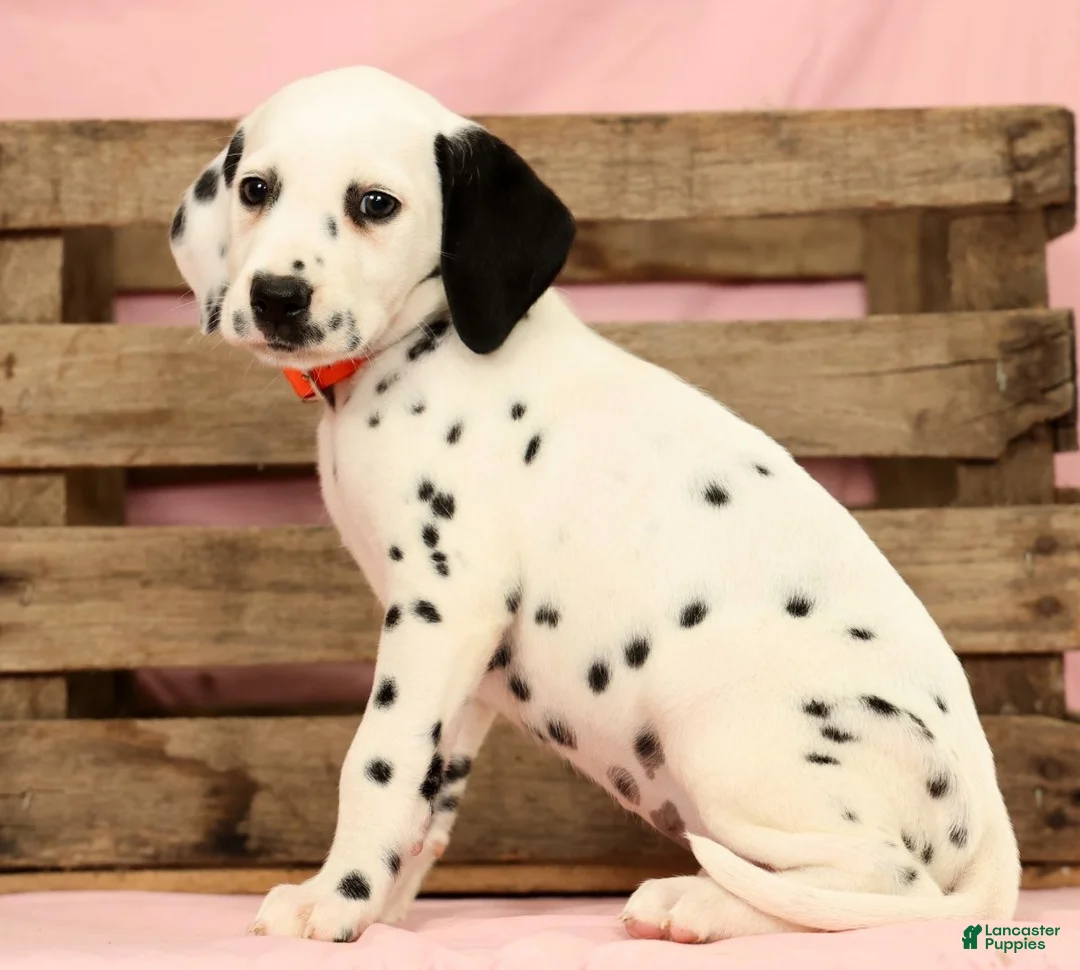 Dalmatian dogs for sale: Lexie - Ad 2
