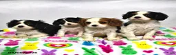 Cavalier King Charles Spaniel dogs for sale: Lilac - Ad 3