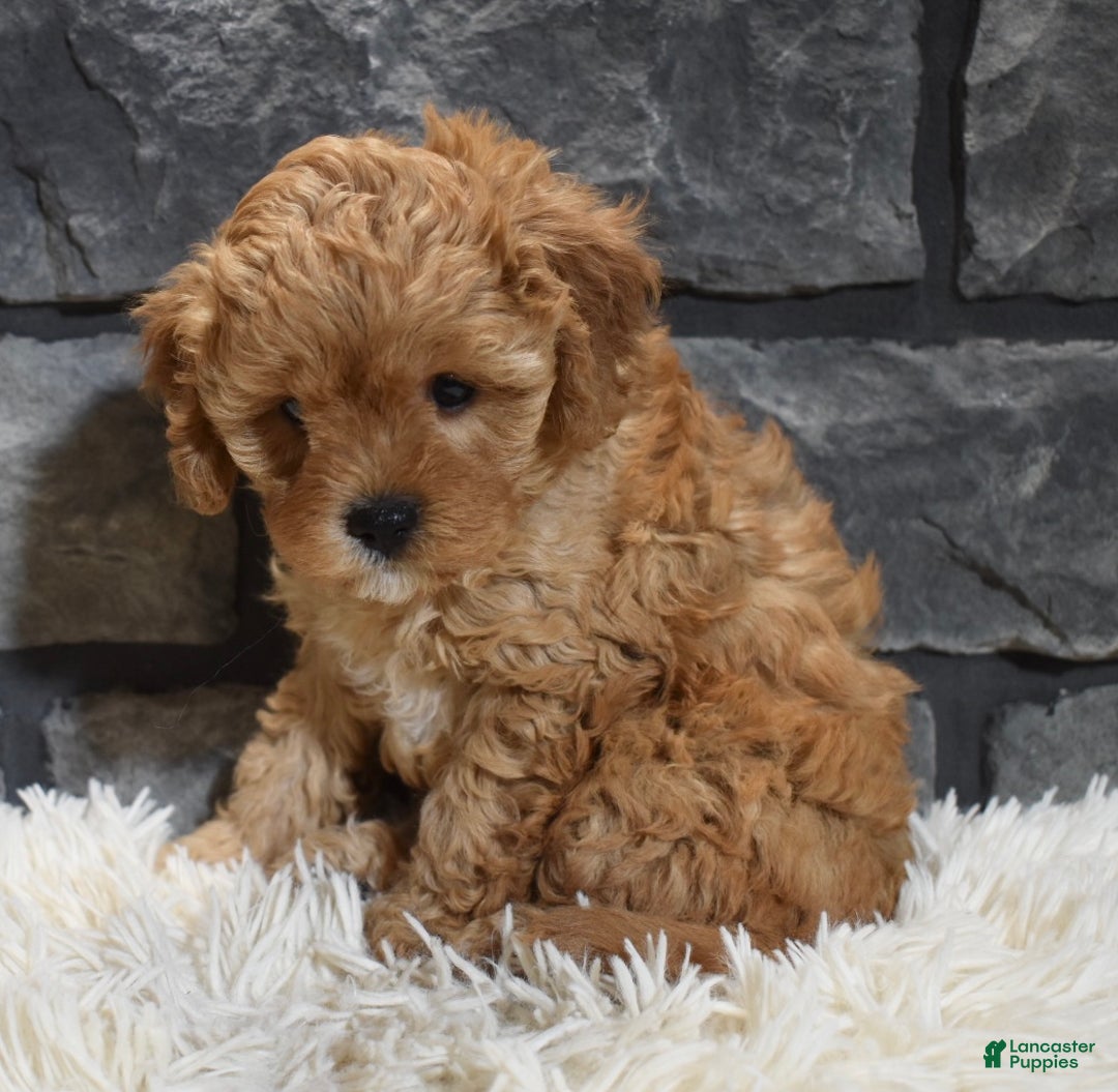Cavapoo dogs for sale: Sugar - Ad 4