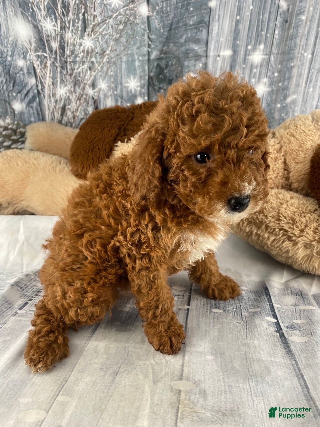 Miniature Poodle dogs for sale: Frankie - Ad 8