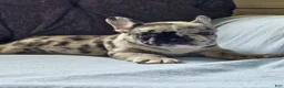 French Bulldog dogs for sale: French Bulldog 1 - Ad 4