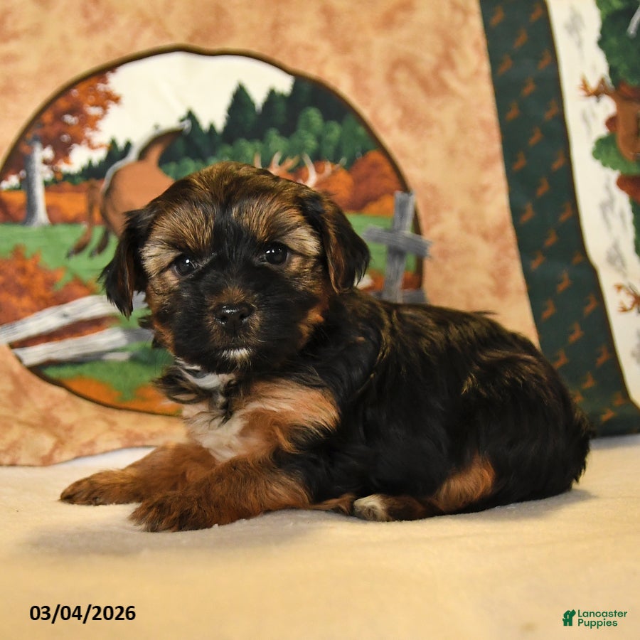 Yorkshire Terrier dogs Jojo - Ad 2