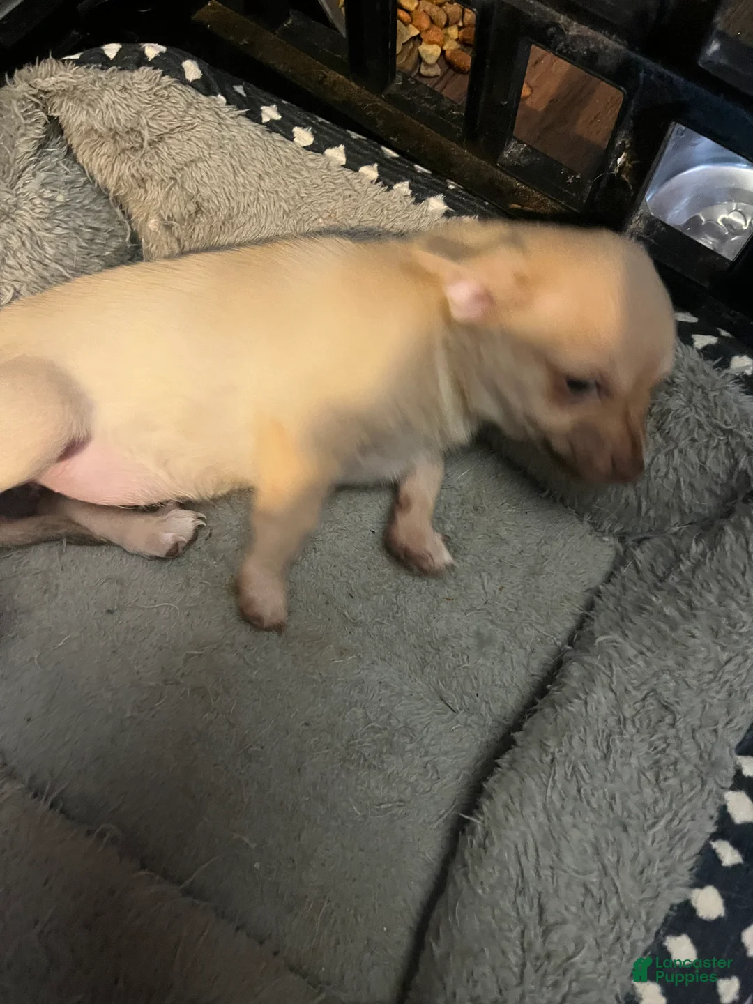 Pomchi dogs for sale: Pomchi Puppy 3 - Ad 2
