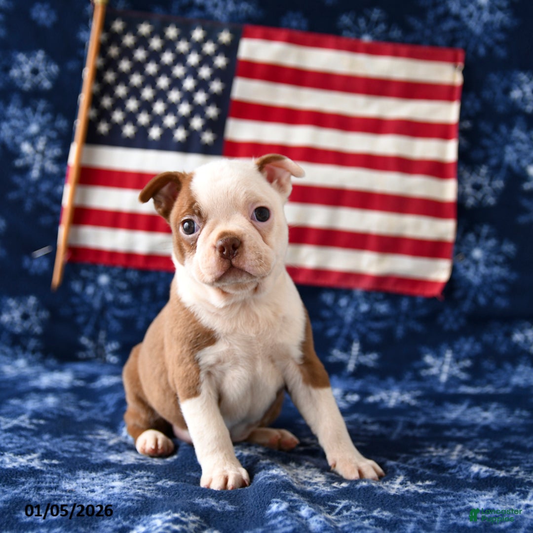 Boston Terrier dogs for sale: Raindrop - Ad 2