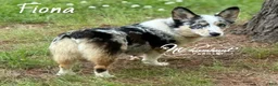 Mixed Breed dogs for sale: Black girl 2 - Ad 3