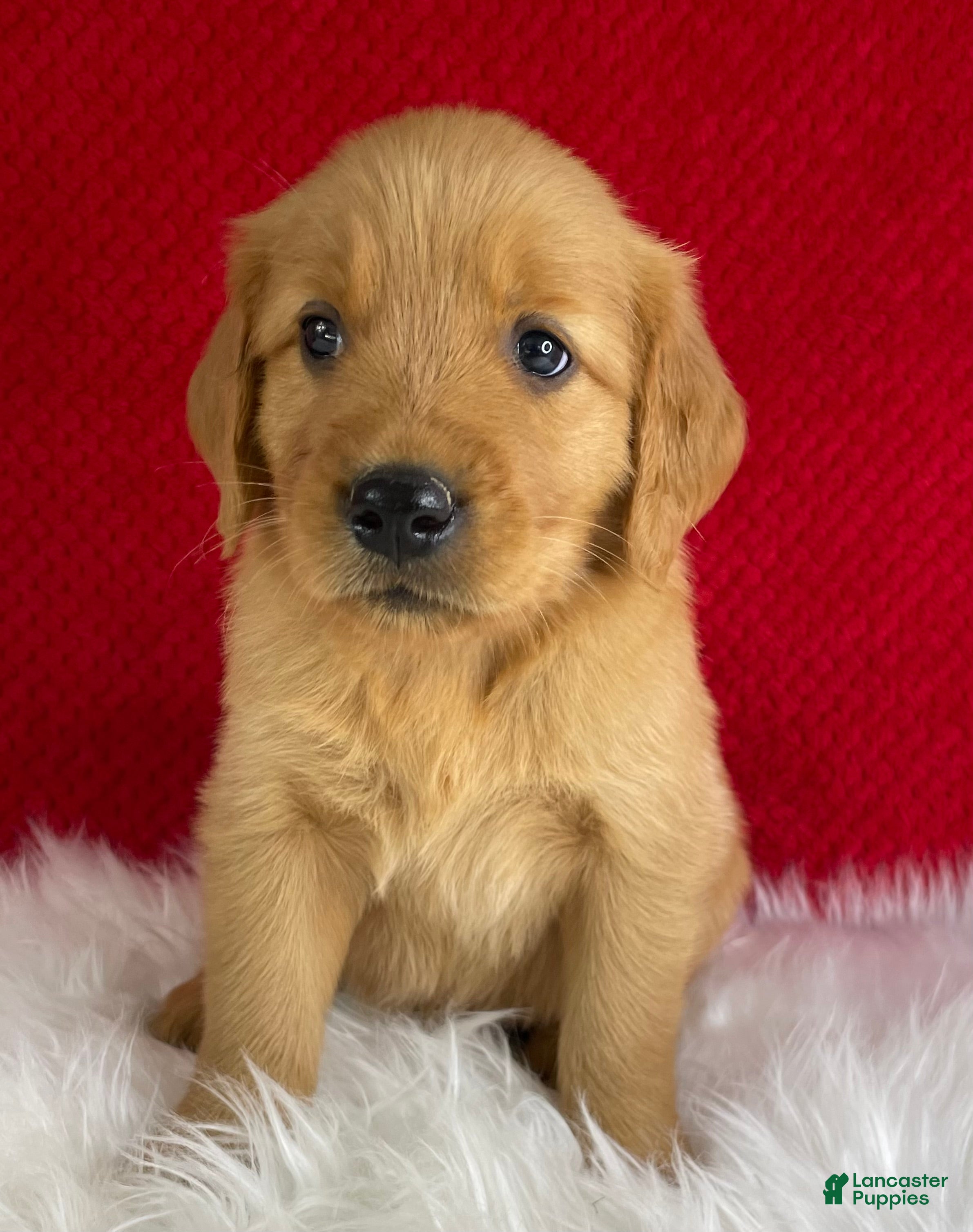 Golden Retriever dogs Maggie - Ad 1