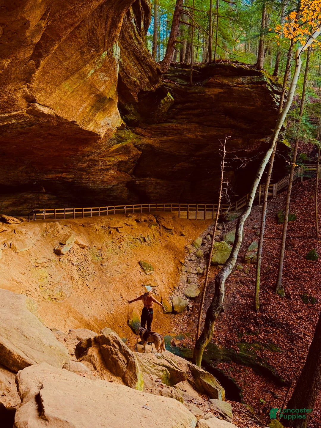 Siberian Husky dogs for stud: Moose Ausky  - Ad 4