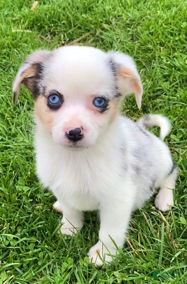 Mixed Breed dogs Max - Ad 40