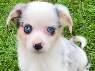 Mixed Breed dogs Max - Ad 40