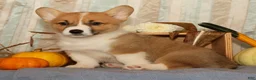 Welsh Corgi Pembroke dogs for sale: Oscar - Ad 3