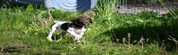 German Shorthaired Pointer dogs for sale: Buck - Ad 29