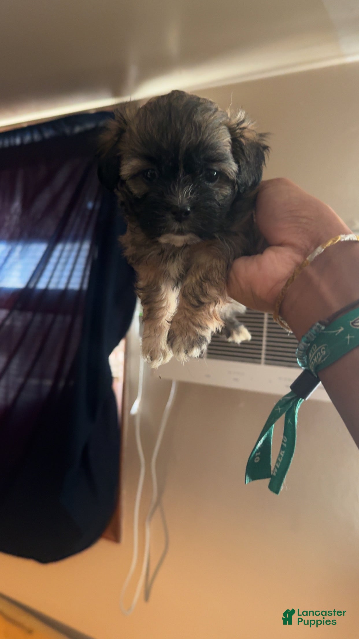 Shih Tzu dogs Shih Tzu 2 - Ad 14