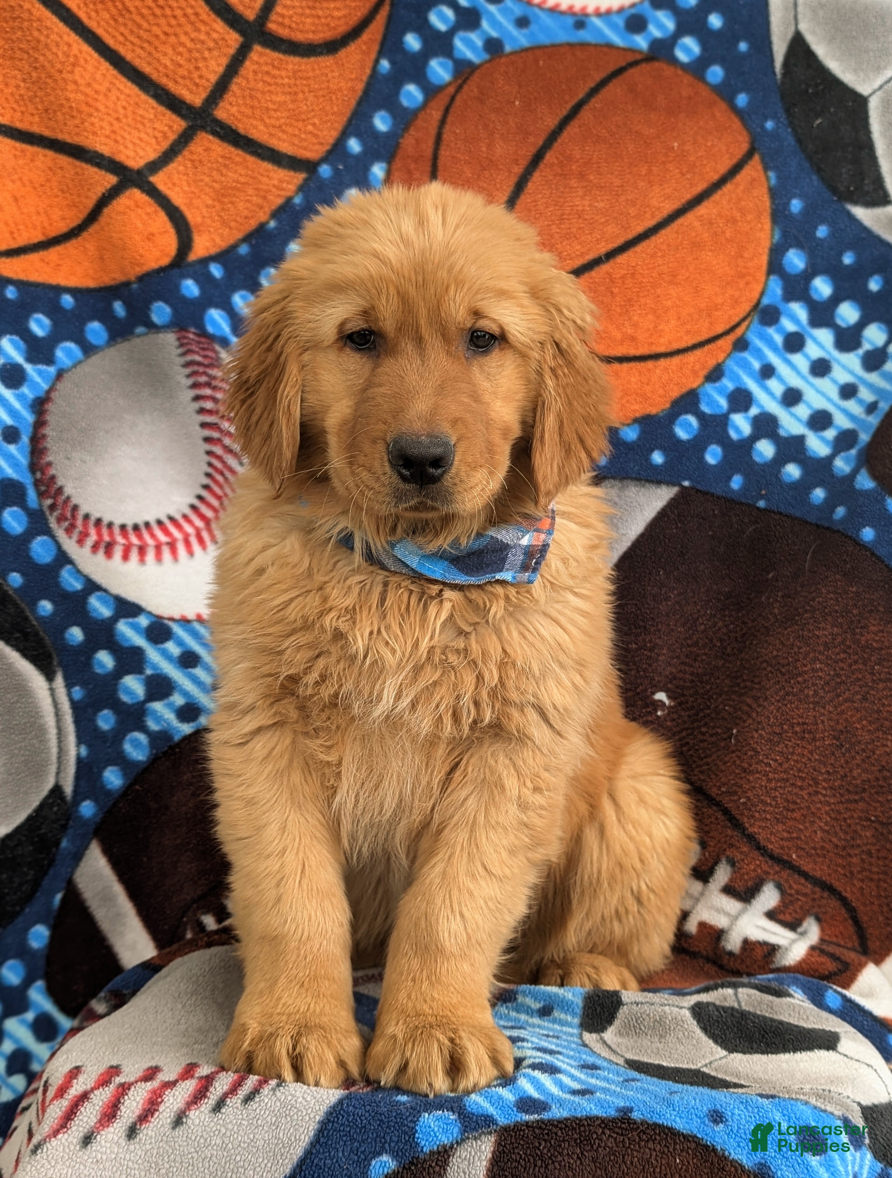 Golden Retriever dogs Corben - Ad 1