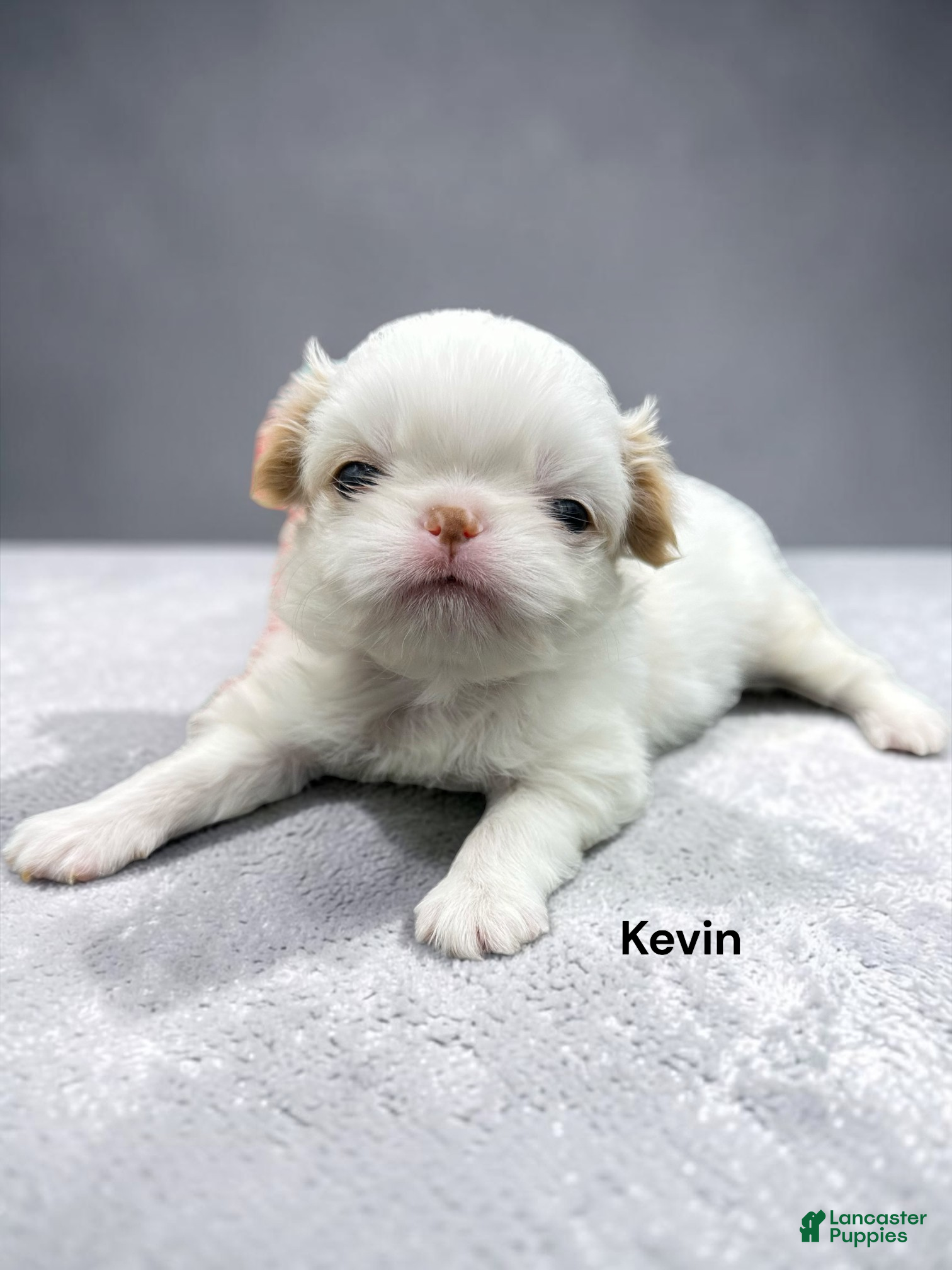 Japanese Chin dogs Kara - Ad 2