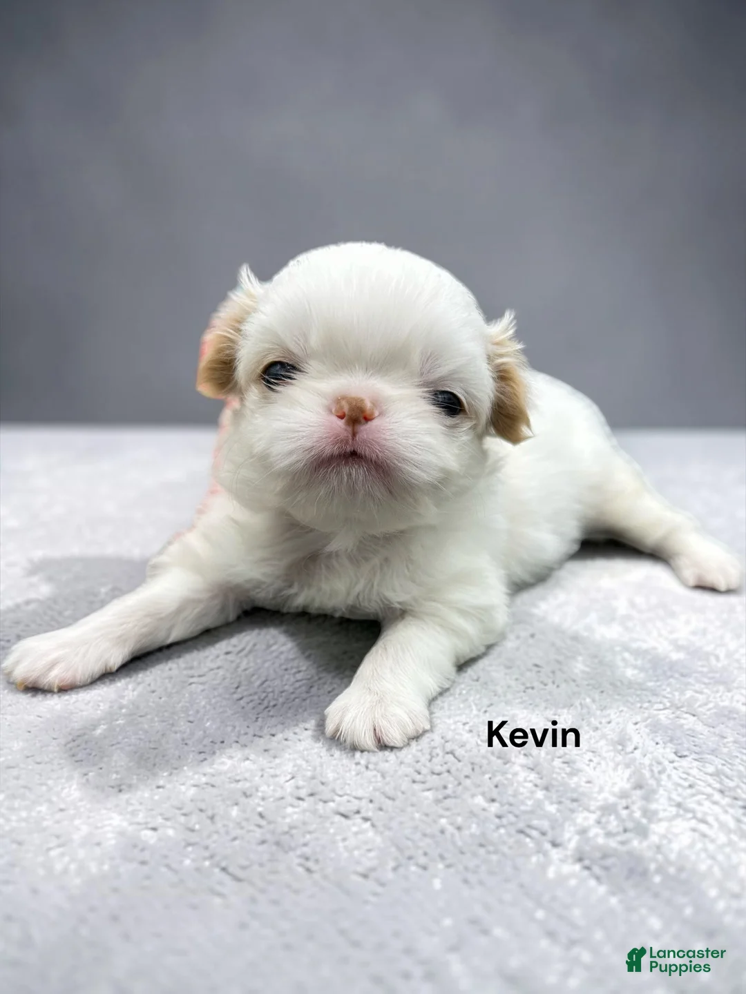 Japanese Chin dogs for sale: Kimi - Ad 2