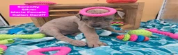 Daniff dogs for sale: Serenity  - Ad 3