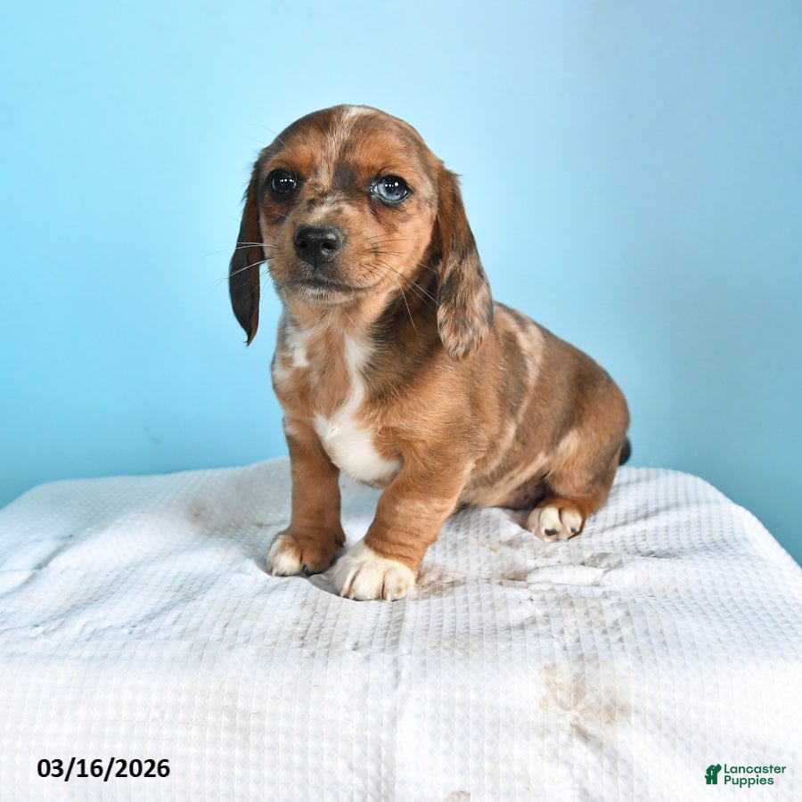 Mixed Breed dogs Lady - Ad 1