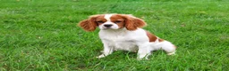 Cavalier King Charles Spaniel dogs for sale: Keanu - Ad 3