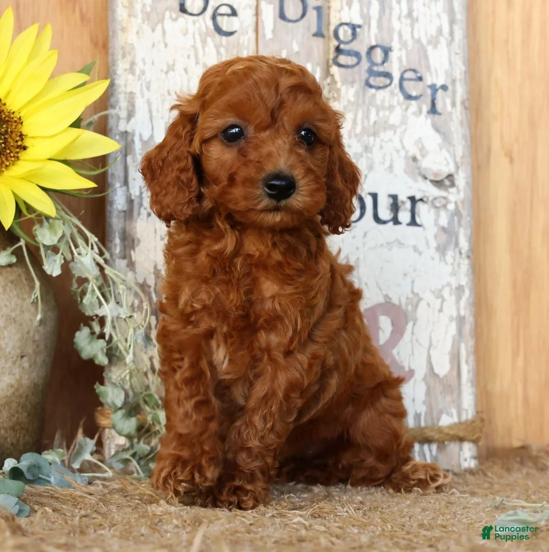 Miniature Poodle dogs for sale: Nina - Ad 1