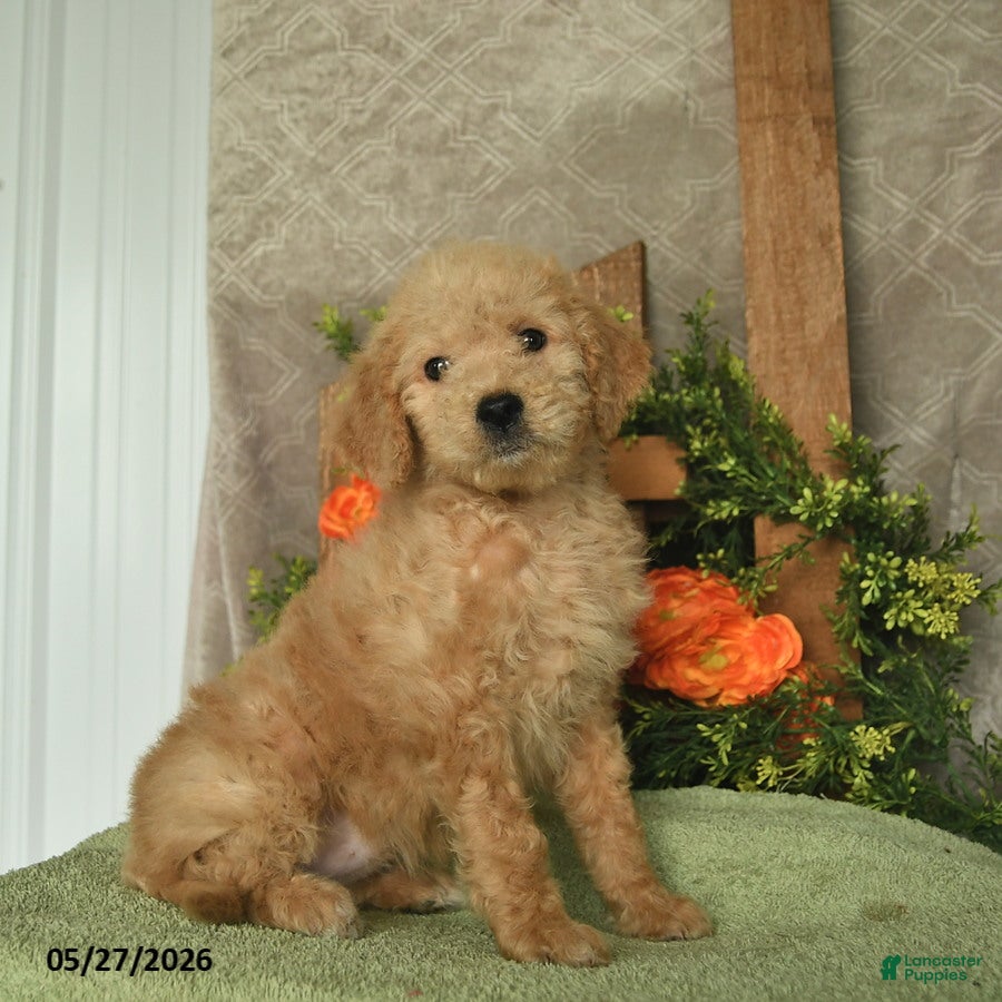 Mini Goldendoodle dogs Harper  - Ad 1