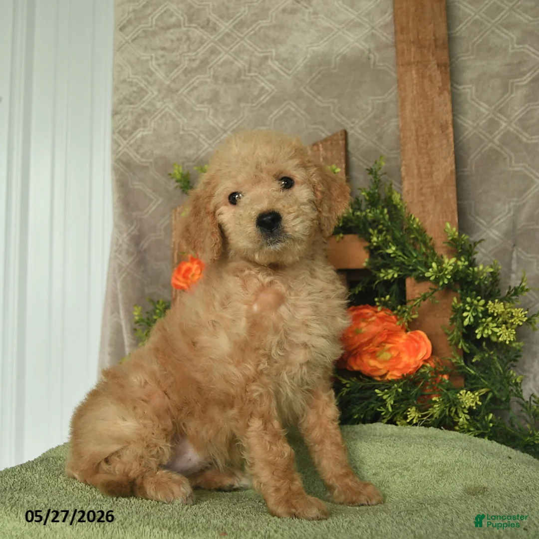 Mini Goldendoodle dogs for sale: Harper  - Ad 1