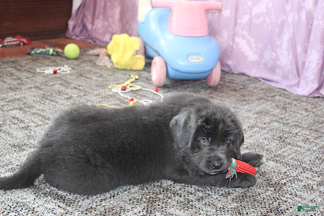 Newfoundland dogs for sale: Dolly - Ad 15