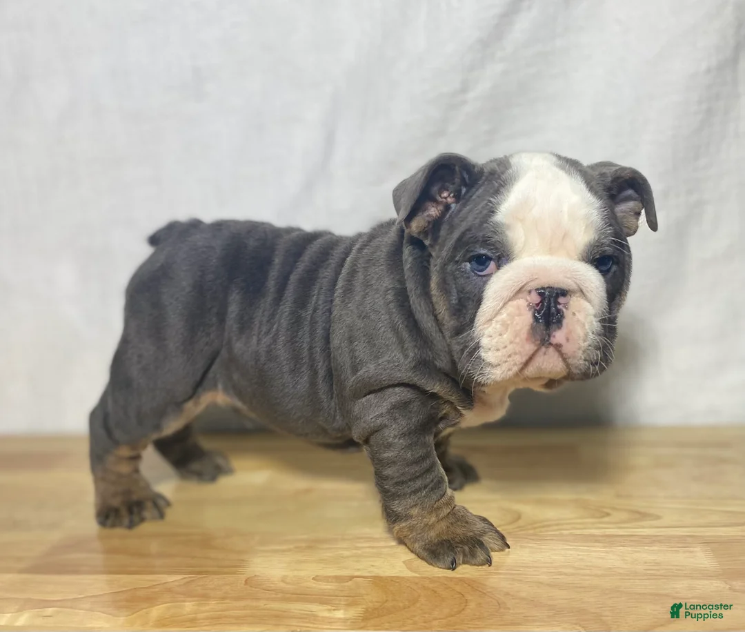 English Bulldog dogs for sale: Tank - Ad 2