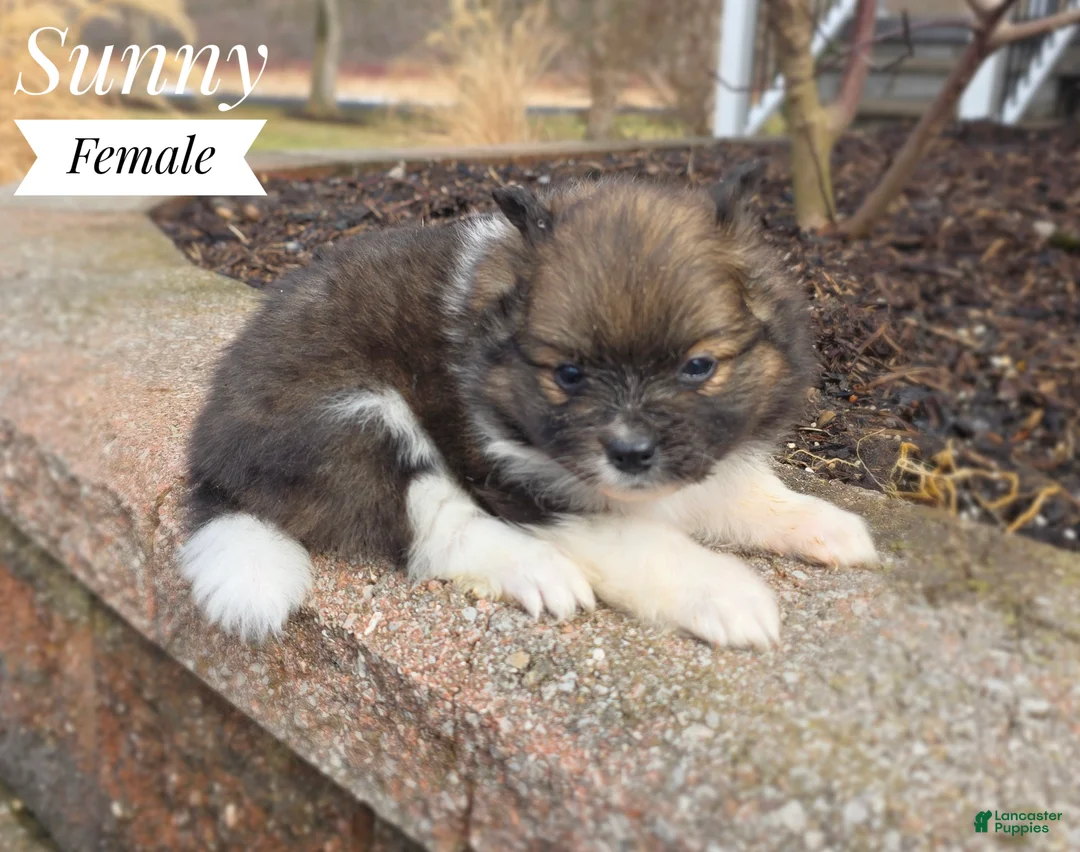 Pomeranian dogs for sale: Sunny - Ad 1