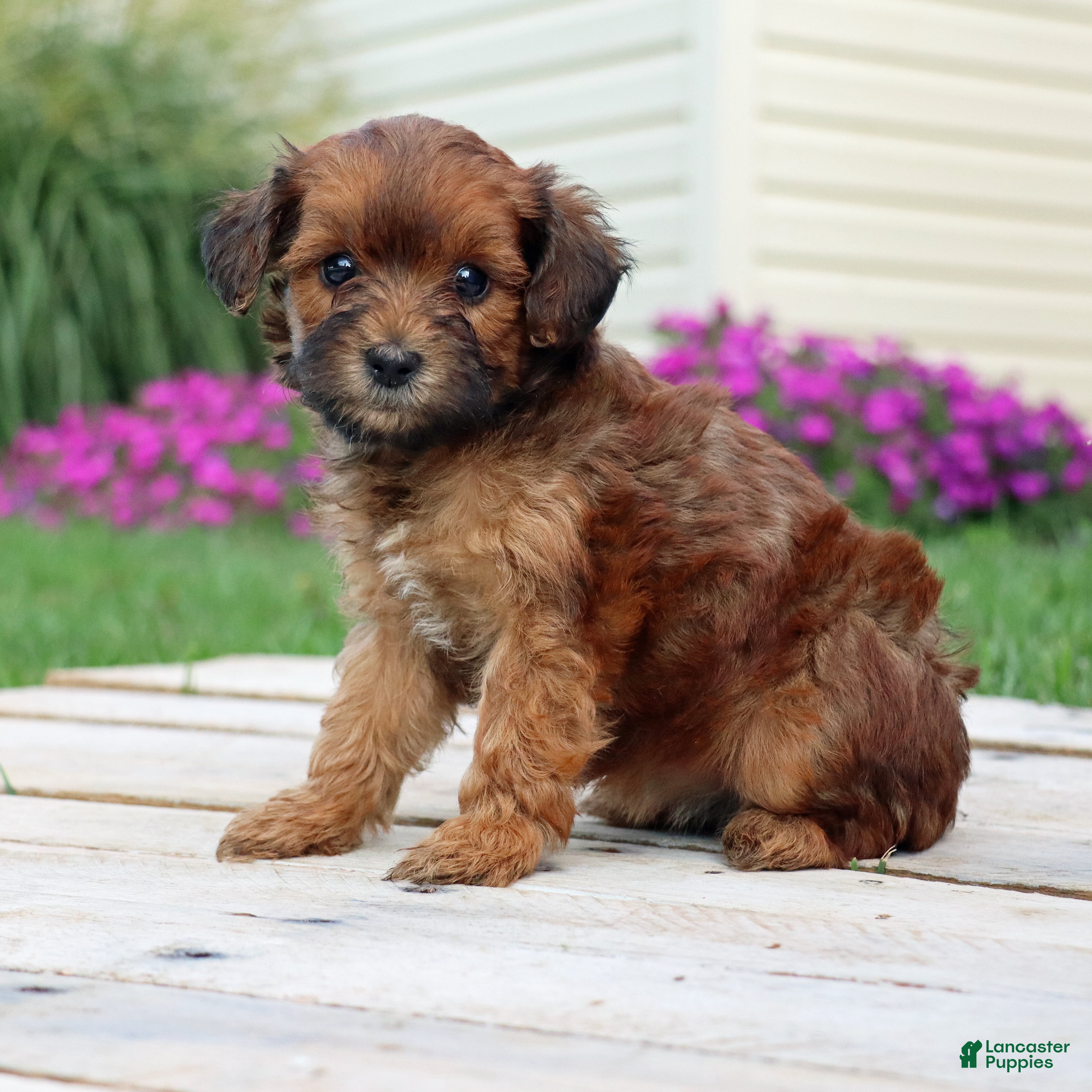 Yorkiepoo dogs Cinnamon - Ad 2