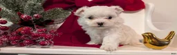 Maltese dogs for sale: King - Ad 6