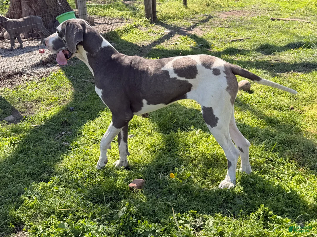 Great Dane dogs for sale: Evelyn - Ad 6
