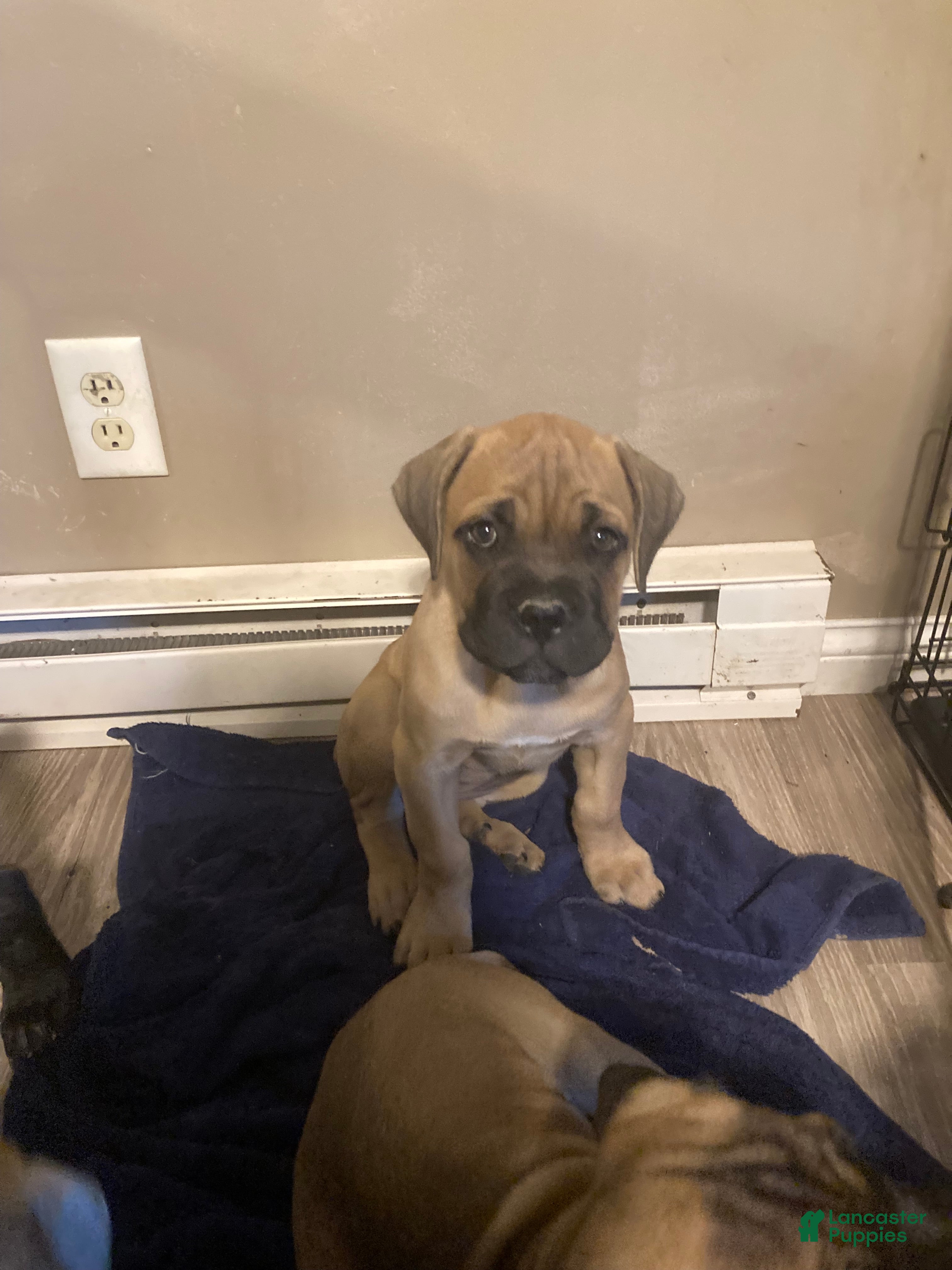 Cane Corso dogs Cane Corso 10 - Ad 1