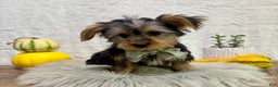 Yorkshire Terrier dogs for sale: Koby - Ad 2