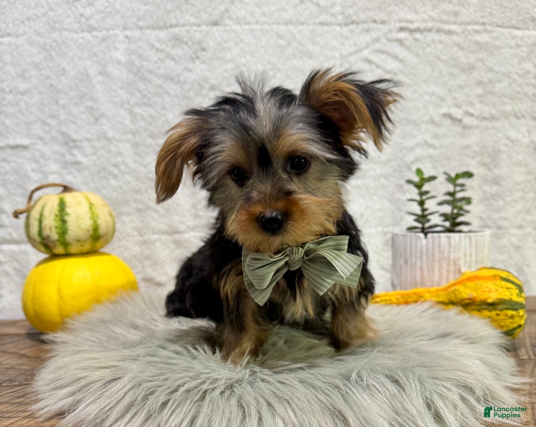 Yorkshire Terrier dogs for sale: Koby - Ad 2