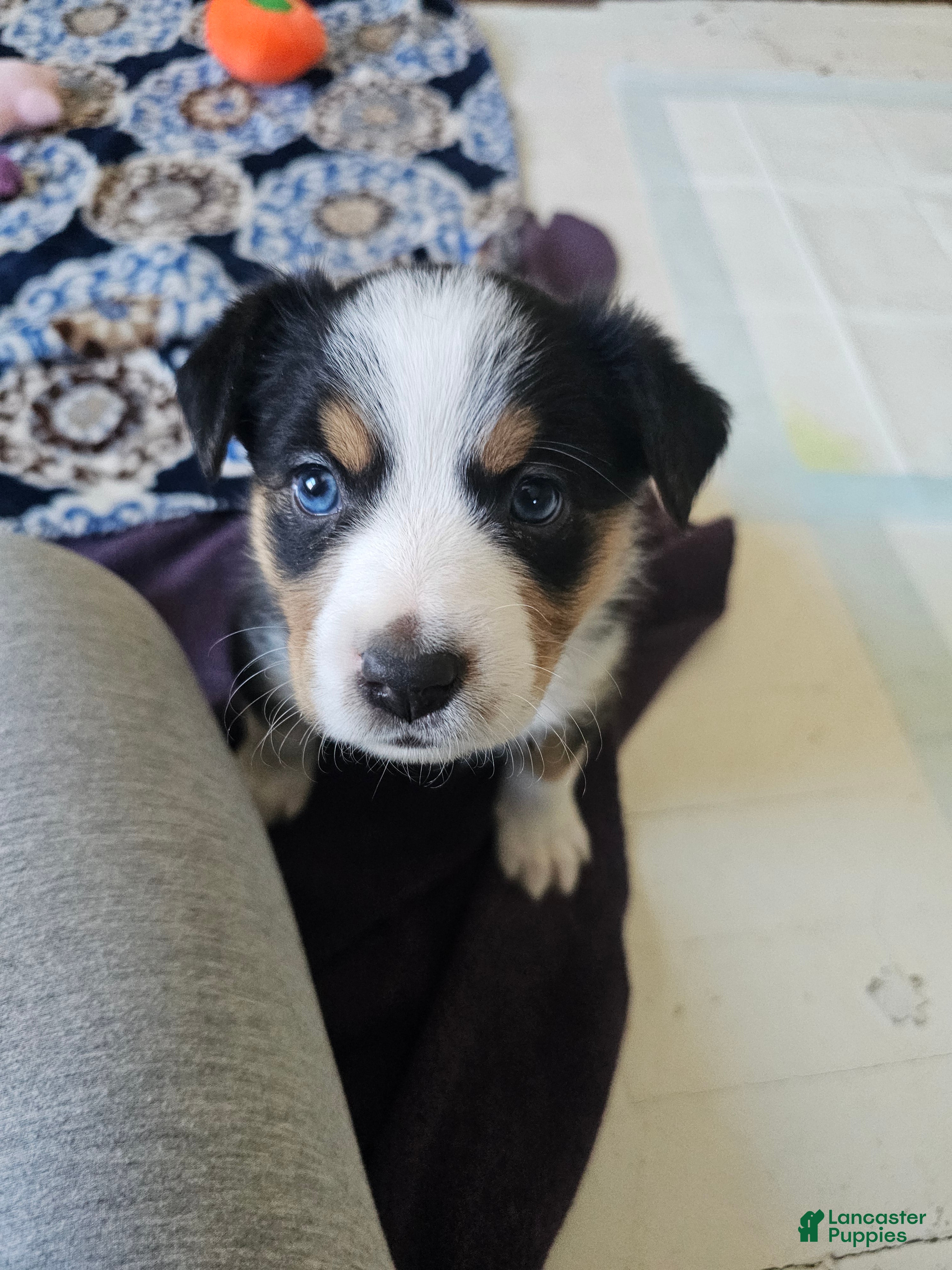 Australian Shepherd dogs for sale: Australian Shepherd Puppy 6 - Ad 3