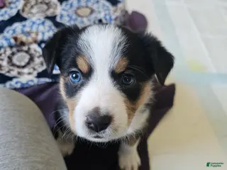 Australian Shepherd dogs for sale: Australian Shepherd Puppy 6 - Ad 3