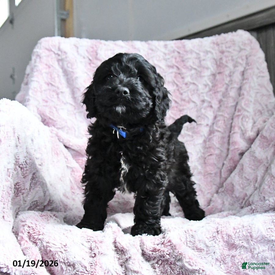 Cockapoo dogs Buster - Ad 37