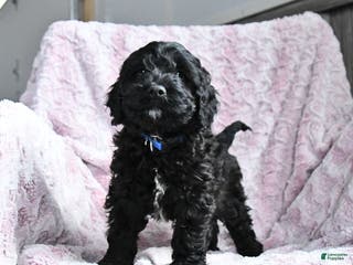 Cockapoo dogs Buster - Ad 18