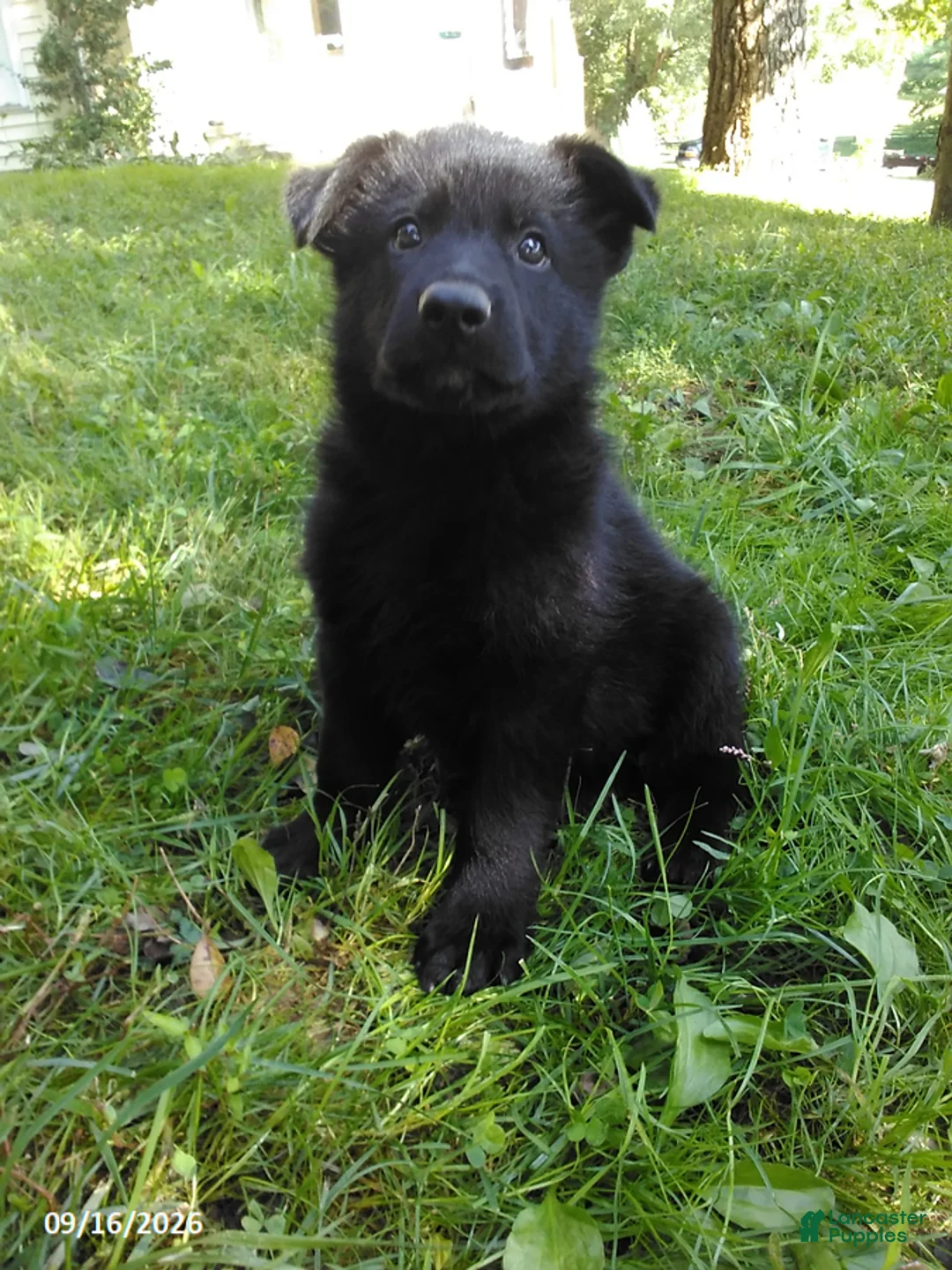 German Shepherd dogs for sale: Rambo - Ad 1