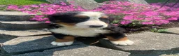Bernese Mountain Dog dogs for sale: Rosie - Ad 10