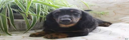 Miniature Dachshund dogs for sale: Macaroni - Ad 3