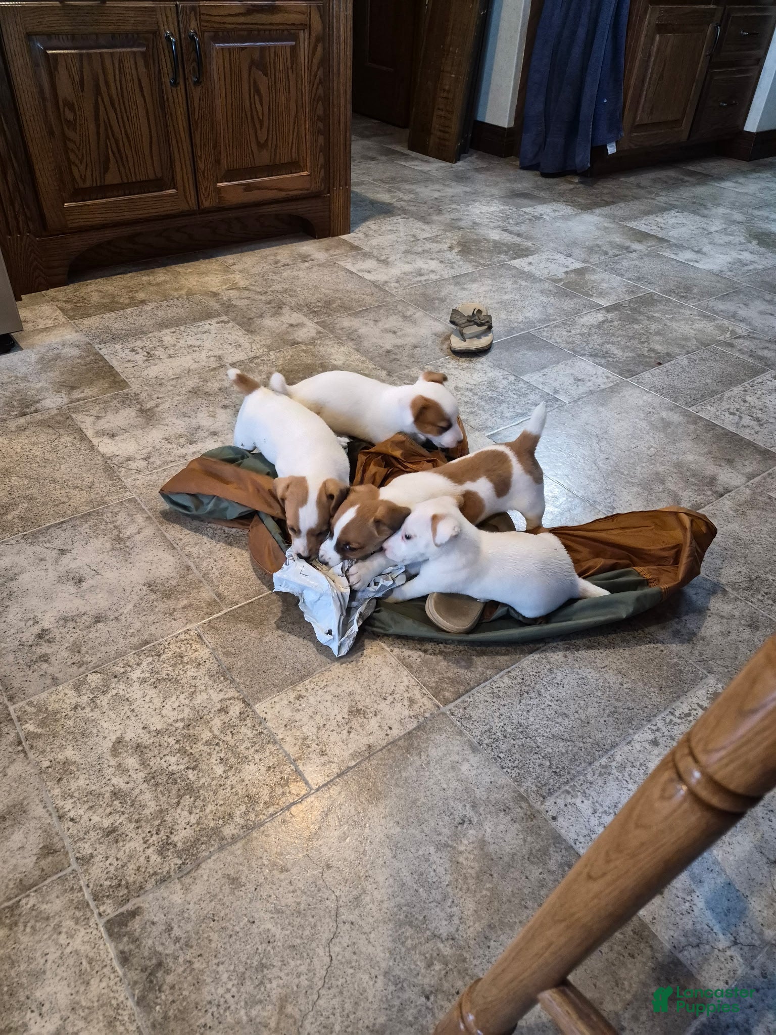 Jack Russell Terrier dogs Jack Russell Terrier Puppy 3 - Ad 2