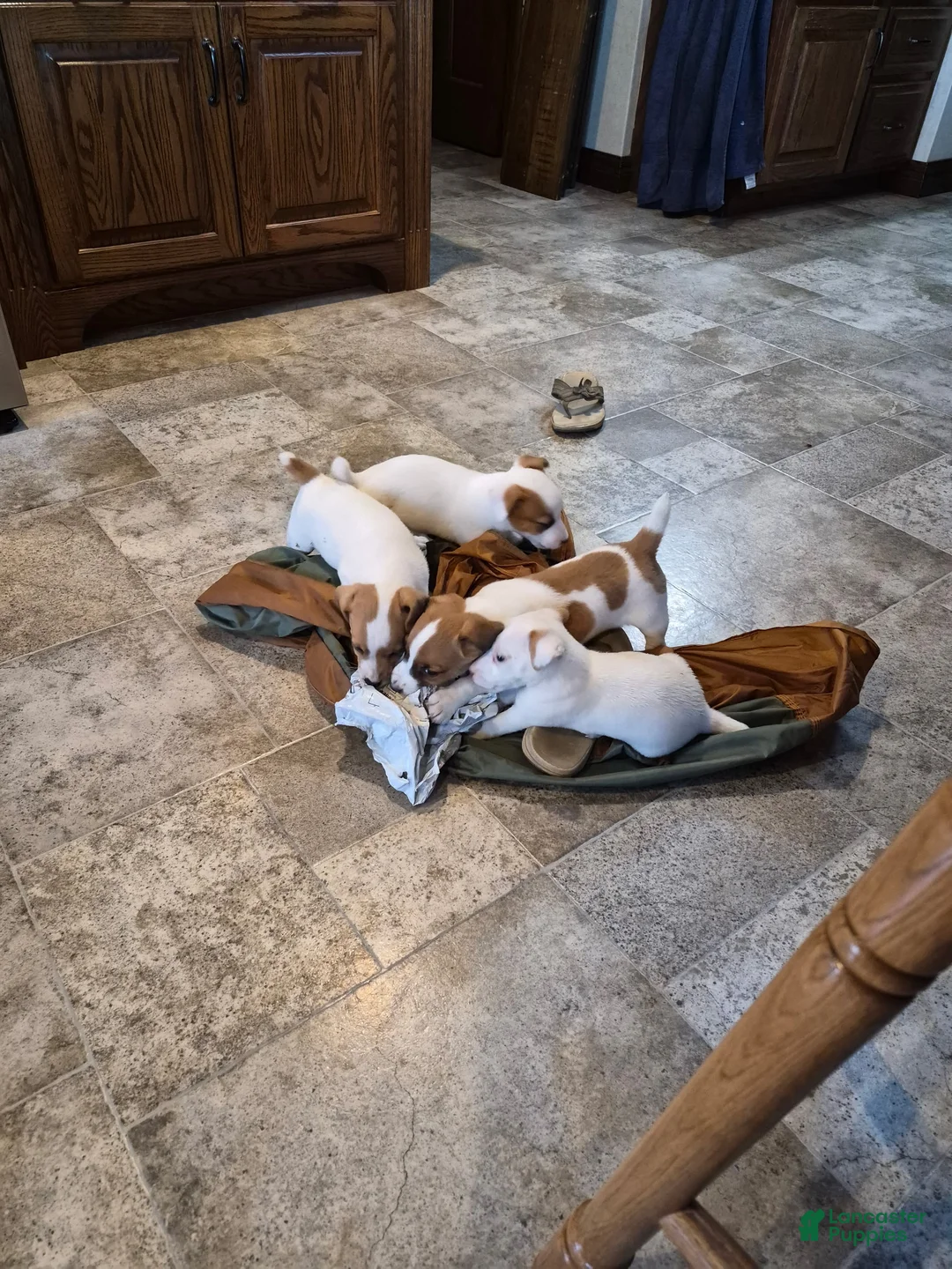 Jack Russell Terrier dogs for sale: Jack Russell Terrier Puppy 1 - Ad 2