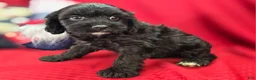 Cavapoo dogs for sale: Trigger - Ad 15