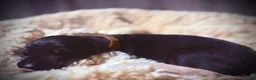 Doberman Pinscher dogs for sale: Ghost - Ad 8