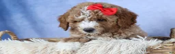 Mini Goldendoodle dogs for sale: 🐾 Meet Neo – F2B Mini Goldendoodle Puppy 🐾 - Ad 5
