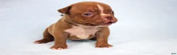 American Bully dogs for sale: Chocolate Male  - Ad 3