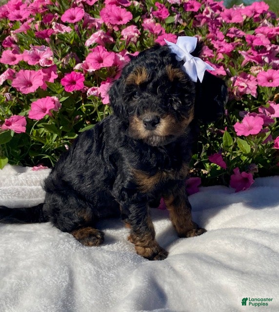 Mini Bernedoodle dogs for sale: Raven - Ad 1