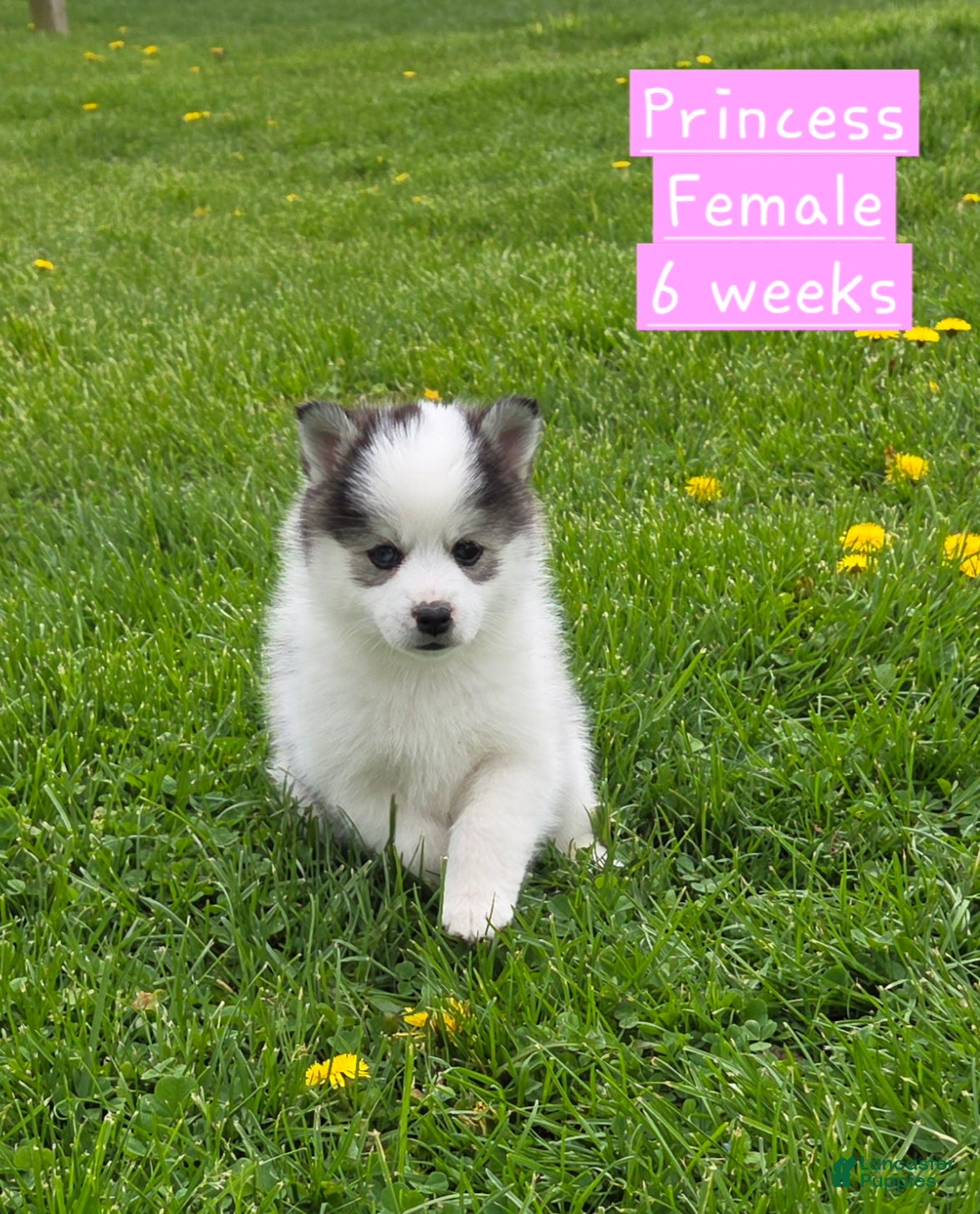 Pomsky dogs Princess  - Ad 1