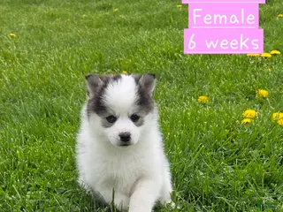 Pomsky dogs for sale: Princess - Ad 1